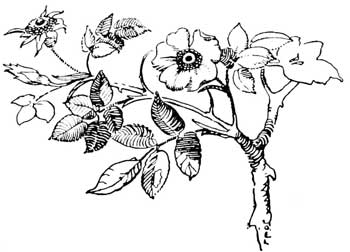 untitled - rose bush