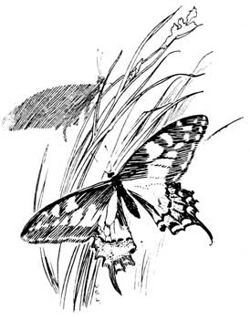 untitled - butterfly
