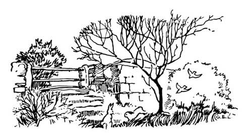 untitled - the Lilac bush