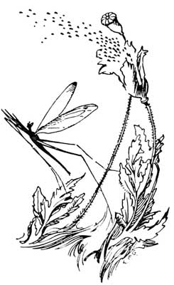 untitled - seed dispersal