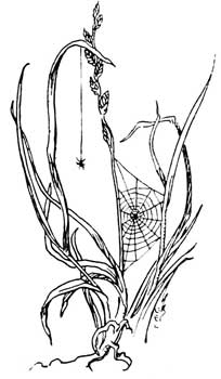 untitled - spider web