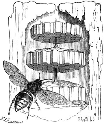Fig. 136. Paardenwesp. (Nat. gr.)
