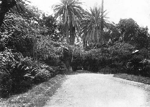 LED THROUGH A TROPICAL, TANGLED GROWTH. LED THROUGH A TROPICAL, TANGLED GROWTH.