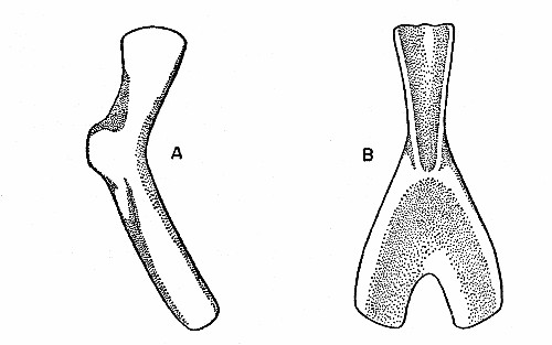 Fig. 5. Synaptotylus newelli (Hibbard). A, ceratohyal, lateral (?) view, based on K. U. nos. 11429 and 11457, × 5. B, urohyal, based on K. U. no. 11457, × 5.