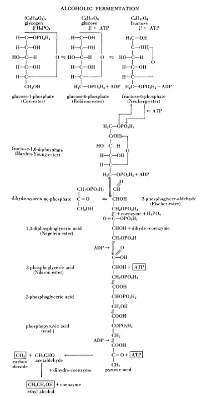 Figure 13. Alcoholic Fermentation