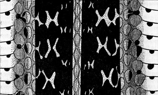 Fig. 3. Diagrammatic drawing of stretched skin of T. s. parietalis.