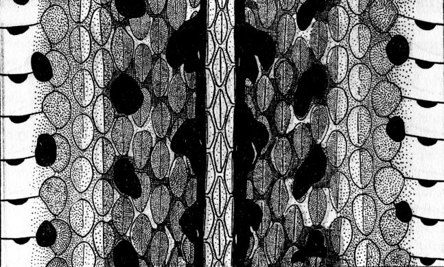 Fig. 4. Diagrammatic drawing of stretched skin of T. s. ornata.