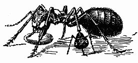 Fig. 3.—A Red Slavemaker Ant with its Plunder. Fig. 3.—A Red Slavemaker Ant with its Plunder.