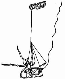 Fig. 35.—How a Spider Drops to the Ground. Fig. 35.—How a Spider Drops to the Ground.