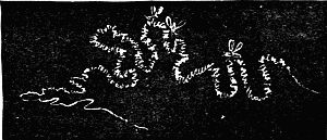 Fig. 52.—"A Bit of Gossamer." Fig. 52.—"A Bit of Gossamer."