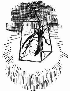 Fig. 53.—Brownie Fire-fly Lantern. Fig. 53.—Brownie Fire-fly Lantern.