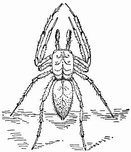 Fig. 70.—"Standing Rampant." Fig. 70.—"Standing Rampant."