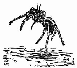 Fig. 71.—"Well jumped!" Fig. 71.—"Well jumped!"