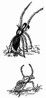 Figs. 73 and 74.—"Standing Rampant, with Claws Uplifted as Though to Strike." Figs. 73 and 74.—"Standing Rampant, with Claws Uplifted as Though to Strike."