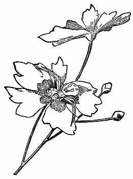 Fig. 75.—Turncoat Tom on a Daisy. (Misumena vatia). Fig. 75.—Turncoat Tom on a Daisy. (Misumena vatia).