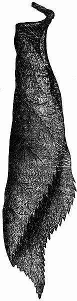 Fig. 84.—"They Entered the Leafy Towers." Fig. 84.—"They Entered the Leafy Towers."