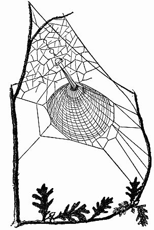 Fig. 95.—The Labyrinth. Fig. 95.—The Labyrinth.