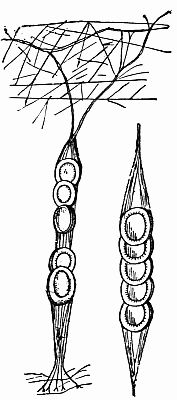 Fig. 101.—Labyrinthea's Cocoon String. Fig. 101.—Labyrinthea's Cocoon String.