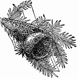 Fig. 103.—"Vacant Lodges." Fig. 103.—"Vacant Lodges."