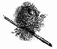 Fig. 112.—"Snugly Embosomed Within a Dainty Tuft of Dry Moss." Fig. 112.—"Snugly Embosomed Within a Dainty Tuft of Dry Moss."