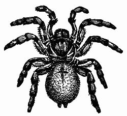 Fig. 123.—The California Trap-door Spider (Cteniza Californica). Fig. 123.—The California Trap-door Spider (Cteniza Californica).