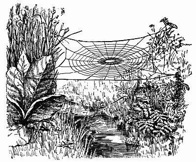 Fig. 131.—The "Bridge That Tetragnatha Had Builded." Fig. 131.—The "Bridge That Tetragnatha Had Builded."