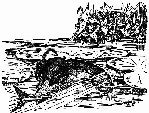 Fig. 137.—How a Spider Captured a Fish. Fig. 137.—How a Spider Captured a Fish.
