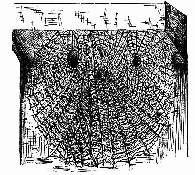Fig. 139.—The Web of Dictyna the Lacemaker. Fig. 139.—The Web of Dictyna the Lacemaker.