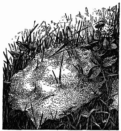 Fig. 146.—Dew-Sprinkled Tents upon the Lawn. Fig. 146.—Dew-Sprinkled Tents upon the Lawn.