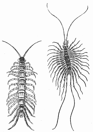 14. Two common centipedes.  (a) Lithobius forficatus. After Comstock.  (b) Scutigera forceps. Natural size; after Howard. 14. Two common centipedes.  (a) Lithobius forficatus. After Comstock.  (b) Scutigera forceps. Natural size; after Howard.
