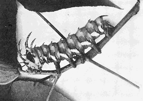 50030. Another innocent but much maligned caterpillar, the larva of the Regal moth. Photograph by M. V. S. 30. Another innocent but much maligned caterpillar, the larva of the Regal moth. Photograph by M. V. S.