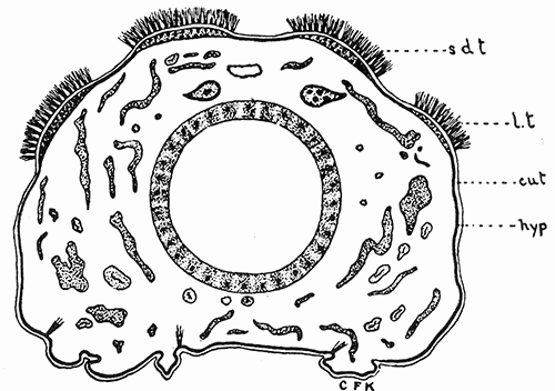 38. Cross section of the larva of the browntail moth showing the tubercles bearing the poison hairs. Drawing by Miss Kephart. 38. Cross section of the larva of the browntail moth showing the tubercles bearing the poison hairs. Drawing by Miss Kephart.