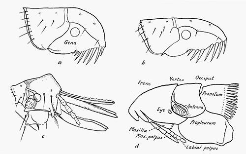 92. Head and pronotum of (a) dog flea; (b) of cat flea; (c) of hen flea. After Rothschild. (d) Nycteridiphilus (Ischnopsyllus) hexactenus. After Oudemans. 92. Head and pronotum of (a) dog flea; (b) of cat flea; (c) of hen flea. After Rothschild. (d) Nycteridiphilus (Ischnopsyllus) hexactenus. After Oudemans.