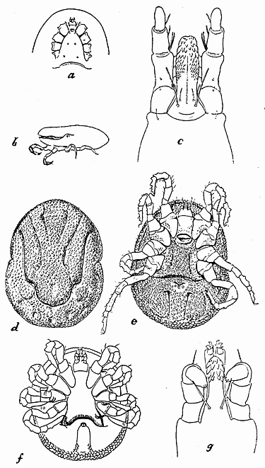 142. Ornithodoros moubata. (a) Anterior part of venter; (b) second stage nymph; (c) capitulum; (d) dorsal and (e) ventral aspect of female; (f) ventral aspect of nymph; (g) capitulum of nymph. After Nuttall and Warburton. 142. Ornithodoros moubata. (a) Anterior part of venter; (b) second stage nymph; (c) capitulum; (d) dorsal and (e) ventral aspect of female; (f) ventral aspect of nymph; (g) capitulum of nymph. After Nuttall and Warburton.