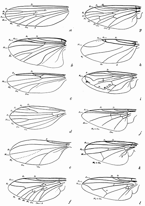 163. Wings of Diptera. (a) Anopheles; (b) Prosimulium; (c) Johannseniella; (d) Phlebotomus (After Doerr and Russ); (e) Tersesthes (after Townsend); (f) Tabanus; (g) Symphoromyia; (h) Aphiochæta; (i) Eristalis; (j) Gastrophilus; (k) Fannia; (l) Musca. 163. Wings of Diptera. (a) Anopheles; (b) Prosimulium; (c) Johannseniella; (d) Phlebotomus (After Doerr and Russ); (e) Tersesthes (after Townsend); (f) Tabanus; (g) Symphoromyia; (h) Aphiochæta; (i) Eristalis; (j) Gastrophilus; (k) Fannia; (l) Musca.