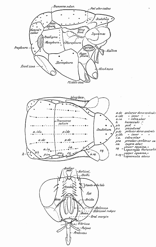 169. Lateral and dorsal aspects of the thorax, and frontal aspect of the head of a muscoidean fly, with designations of the parts commonly used in taxonomic work. 169. Lateral and dorsal aspects of the thorax, and frontal aspect of the head of a muscoidean fly, with designations of the parts commonly used in taxonomic work.