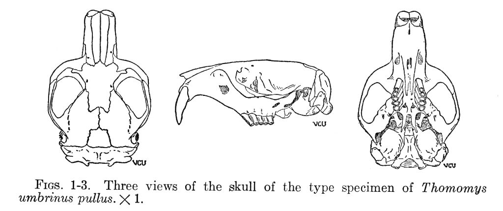 Figs. 1-3. Figs. 1-3.