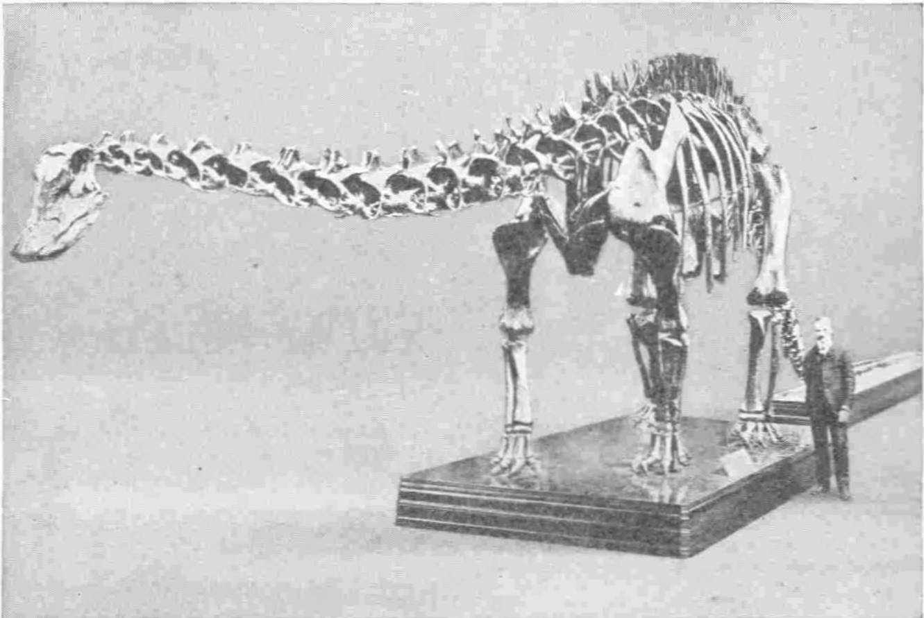 A BIG SWAMP-INHABITING DINOSAUR, THE DIPLODOCUS, OVER EIGHTY  FEET FROM SNOUT TO TAIL-TIP