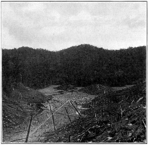 New Clearing; Slopes “Holed” for Planting; Flat Area being Drained