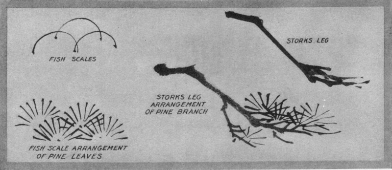 Pine Tree Branches. Plate XIX. Pine Tree Branches. Plate XIX.