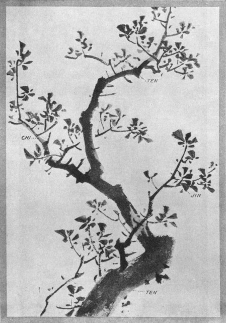 A Tree and Its Parts. Plate XXI. A Tree and Its Parts. Plate XXI.