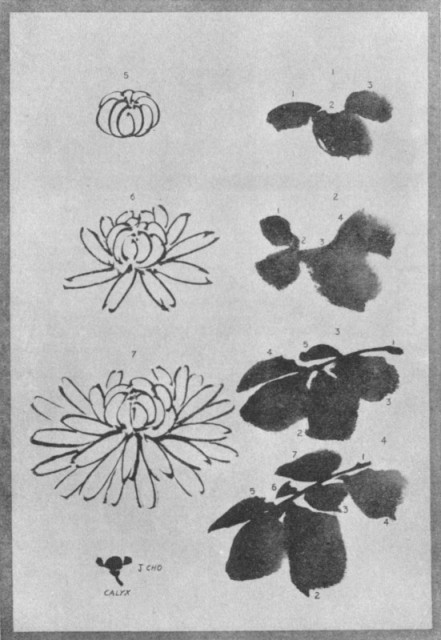 The Chrysanthemum Flower and Leaves. Plate LI. The Chrysanthemum Flower and Leaves. Plate LI.