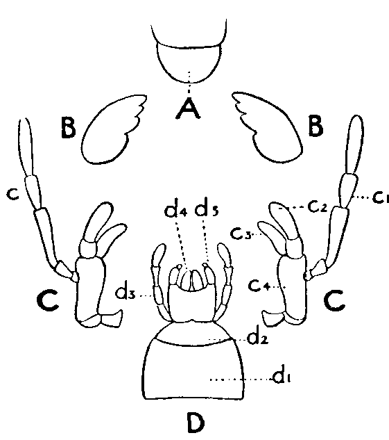 Biting Mouth Parts of an Insect Biting Mouth Parts of an Insect