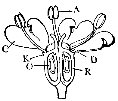 Epigynous Flower Epigynous Flower