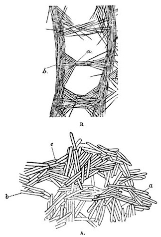Radial sections of fragments of the skeletons of Spongillæ Illustration: Radial sections of fragments of the skeletons of Spongillæ