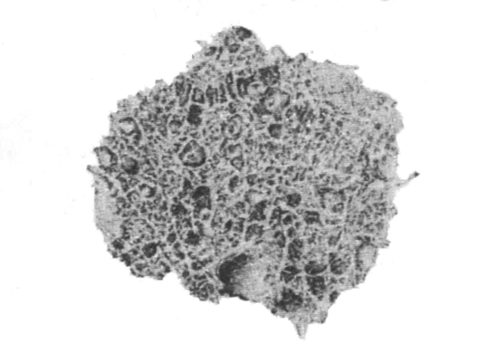 Fig. 6.—Radial section through part of a dried sponge of Spongilla crassissima (from Calcutta), × 5. Illustration: Fig. 6.—Radial section through part of a dried sponge of Spongilla crassissima (from Calcutta), × 5.