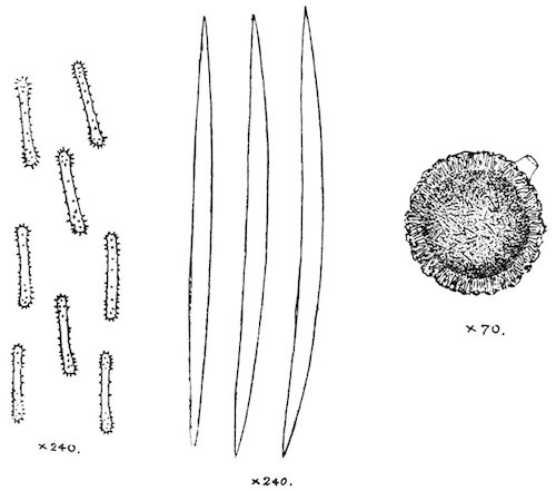 Fig. 12.—Gemmule and spicules of Spongilla hemephydatia (from type specimen). Illustration: Fig. 12.—Gemmule and spicules of Spongilla hemephydatia (from type specimen).