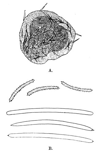 Fig. 15.—Spongilla fragilis subsp. calcuttana. A=group of gemmules, × 70; B=spicules, × 240. From type specimen. Illustration: Fig. 15.—Spongilla fragilis subsp. calcuttana. A=group of gemmules, × 70; B=spicules, × 240. From type specimen.