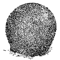Fig. 17.—Gemmule of Spongilla indica seen from the side (from type specimen), magnified. Illustration: Fig. 17.—Gemmule of Spongilla indica seen from the side (from type specimen), magnified.
