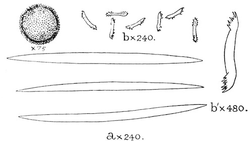 Fig. 20.—Gemmule and spicules of Pectispongilla aurea (type specimen). a, Skeleton-spicules; b, gemmule-spicules; b', a single gemmule-spicule more highly magnified. Illustration: Fig. 20.—Gemmule and spicules of Pectispongilla aurea (type specimen). a, Skeleton-spicules; b, gemmule-spicules; b', a single gemmule-spicule more highly magnified.